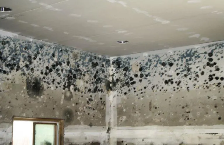 moisissure plafond maison